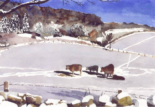 Winter Cows above Slad - Gloucestershire